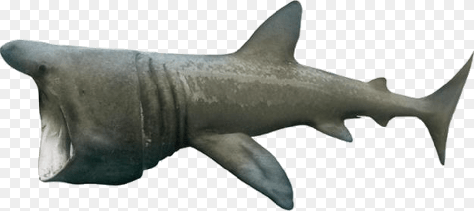 Basking Shark Download Basking Shark No Background, Animal, Sea Life, Fish Png Image