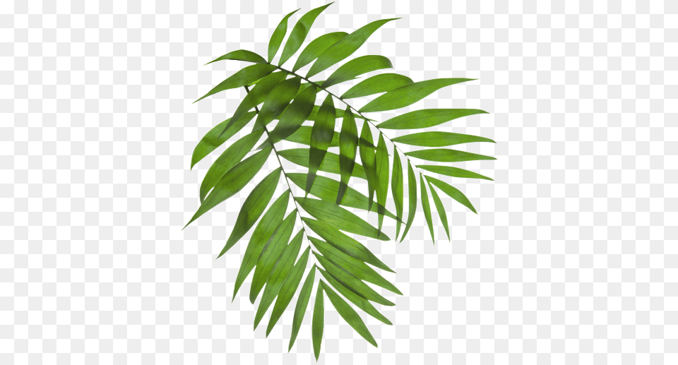 Baspul Land Of Emotions Is A Community Planned And Uptownholic Round Neck Cotton Top As Shown, Leaf, Plant, Tree, Fern Free Png Download