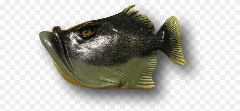 Bass, Animal, Fish, Sea Life Free Png