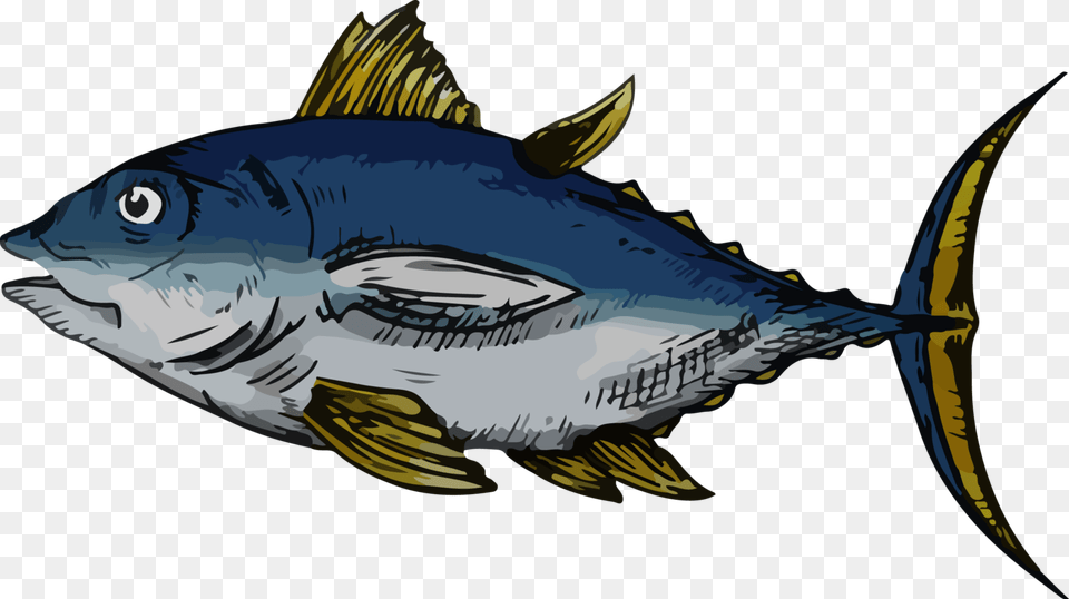 Bass, Animal, Bonito, Fish, Sea Life Png