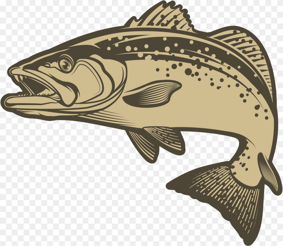 Bass, Animal, Cod, Fish, Sea Life Free Transparent Png