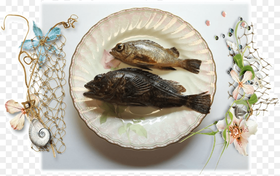 Bass, Animal, Fish, Sea Life, Insect Free Png Download