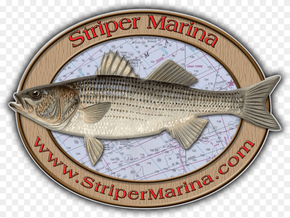 Bass, Animal, Fish, Food, Mullet Fish Free Transparent Png
