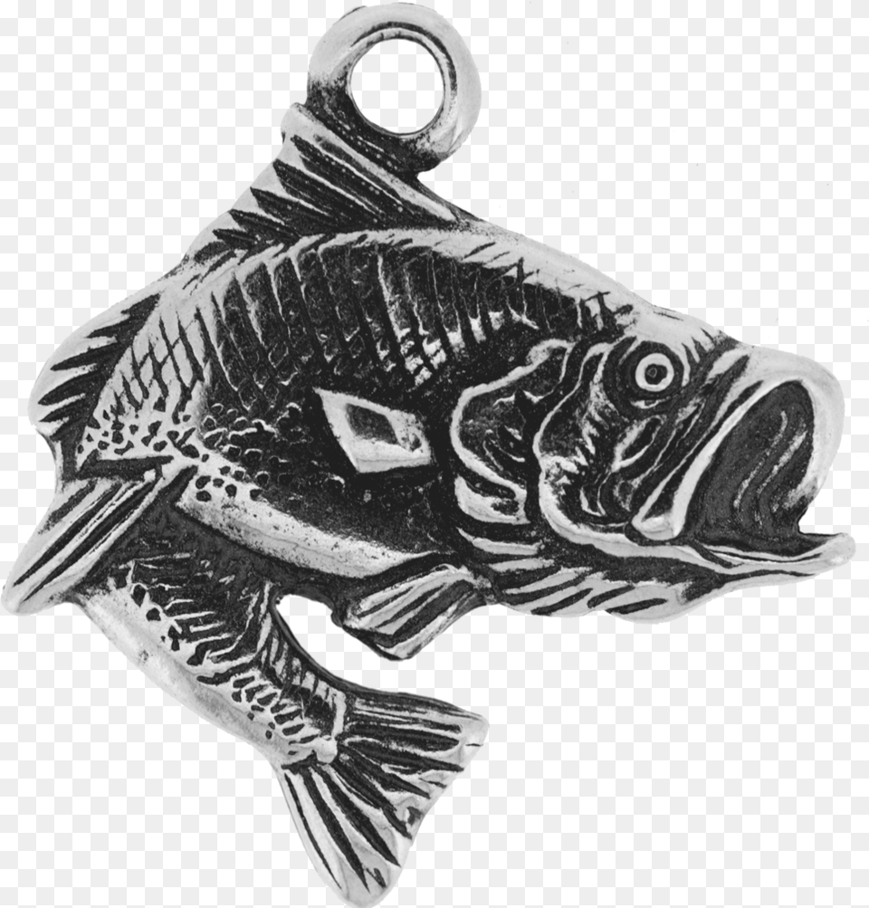 Bass, Animal, Fish, Sea Life, Accessories Png