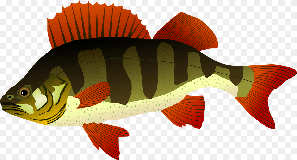 Bass Clipart Snapper Fish Perch Clipart, Animal, Sea Life, Shark Free Png