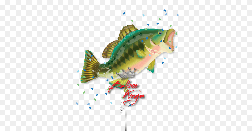 Bass Fish, Animal, Sea Life, Perch Png