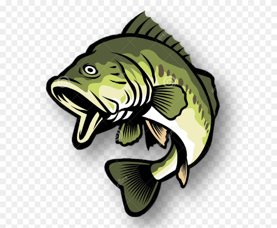 Bass Fish Clipart, Animal, Sea Life Free Png