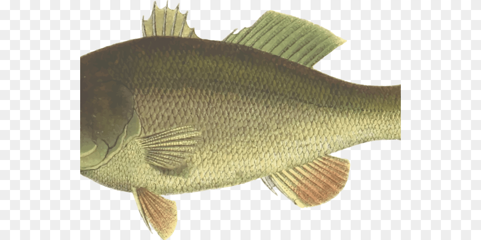 Bass Fish Cliparts Bass Fish Clip Art, Animal, Sea Life, Perch Png Image