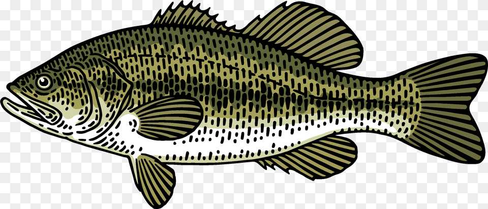 Bass Fish Draing, Animal, Sea Life, Perch Png Image