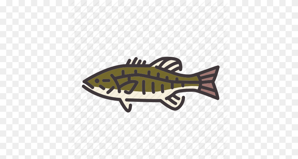 Bass Fish Fishing Freshwater Gamefish Smallmouth Bass Sunfish, Animal, Sea Life Free Transparent Png