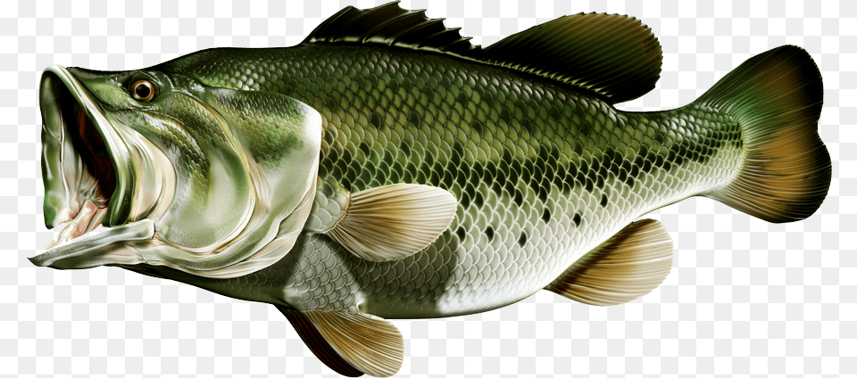 Bass Fish Largemouth, Animal, Sea Life, Perch Free Png