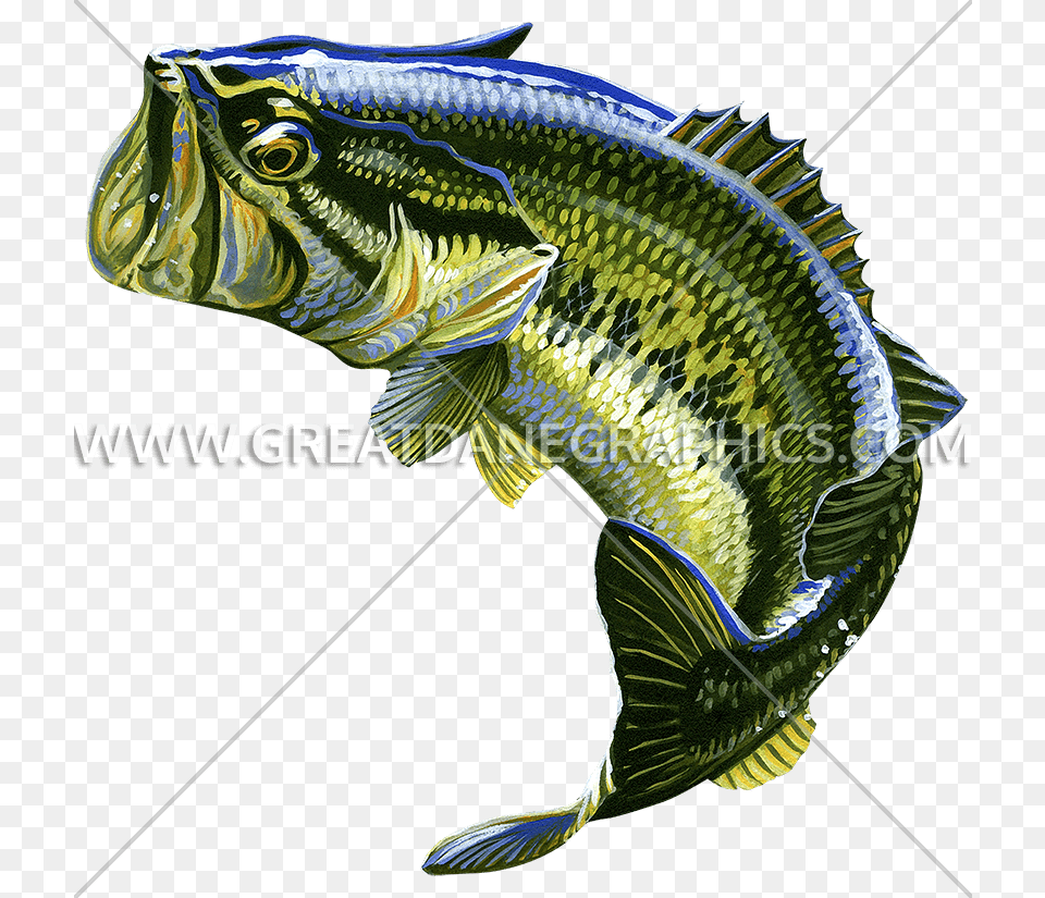 Bass Fish Transparent Background Jumping Largemouth Bass Bass Fish, Animal, Sea Life, Perch Free Png