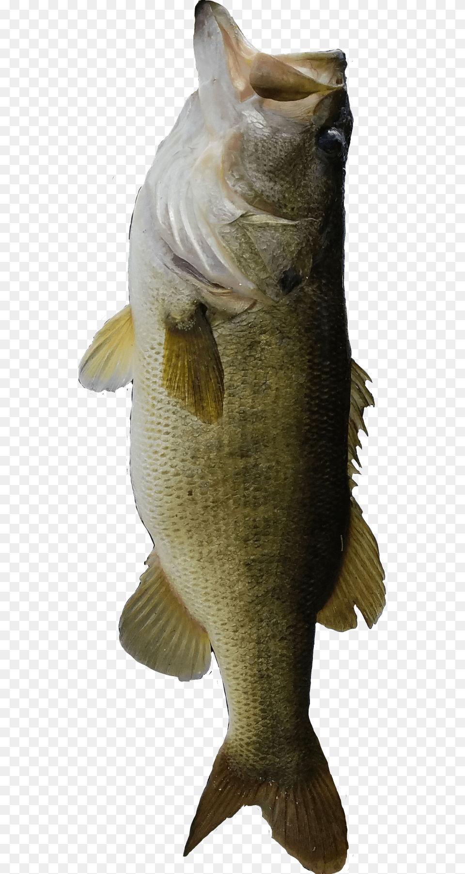 Bass Fishing Bassfishing Large Bass, Animal, Fish, Sea Life, Perch Free Png