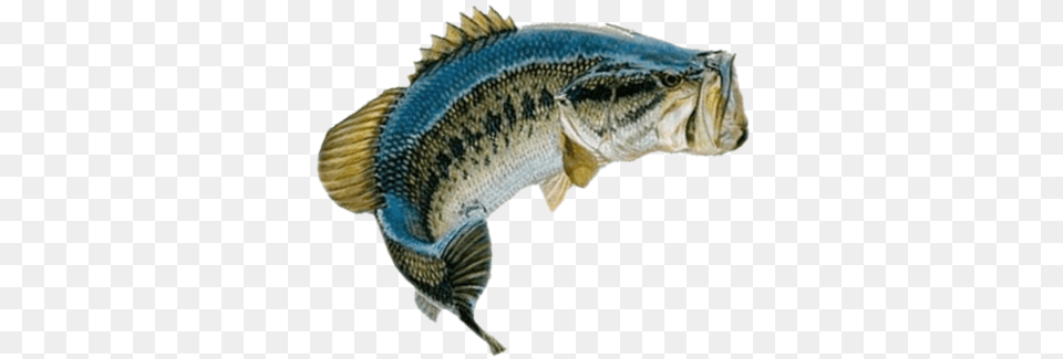 Bass Fishing Guide Florida Bass, Animal, Sea Life, Fish, Reptile Png Image