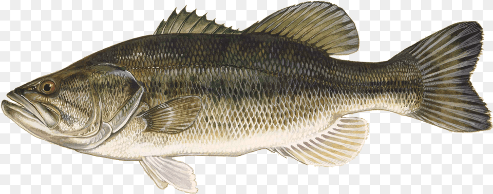Bass Fishing Largemouth Bass, Animal, Fish, Sea Life, Perch Free Png