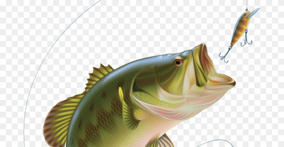 Bass Jumping Out Of Water, Animal, Fish, Perch, Sea Life Png
