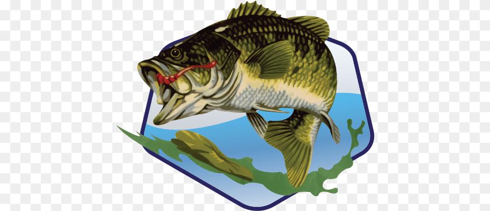 Bass Tank Merchandise Black Bass, Animal, Fish, Sea Life, Perch Png