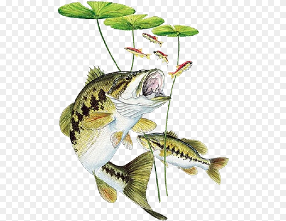 Bass Under Lily Pad Printed T Shirtclass Bass Fishing, Animal, Fish, Sea Life, Perch Free Transparent Png