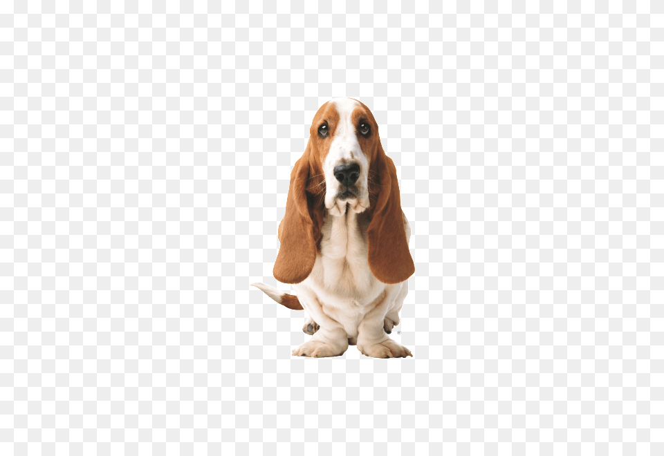 Basset Dog Front, Animal, Canine, Hound, Mammal Free Png Download