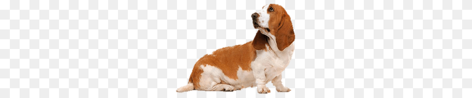Basset Dog Looking Left, Animal, Canine, Hound, Mammal Png Image