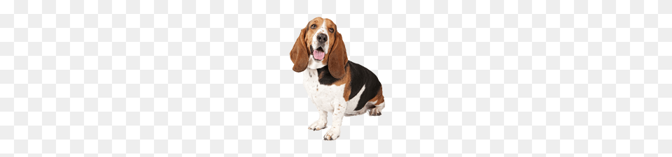 Basset Dog Looking Up Right, Animal, Canine, Hound, Mammal Png Image