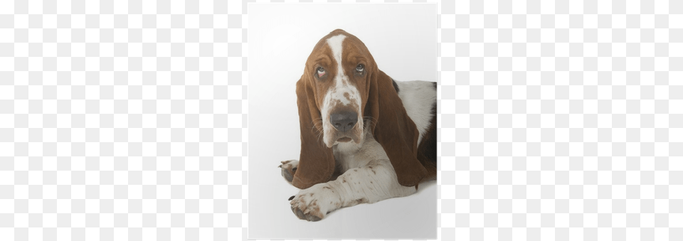 Basset Hound, Animal, Canine, Dog, Mammal Png