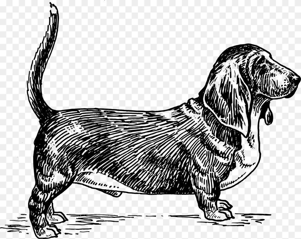 Basset Hound Clipart, Animal, Canine, Dog, Mammal Png