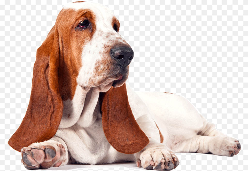 Basset Hound Download Basset Hound, Animal, Canine, Dog, Mammal Free Png