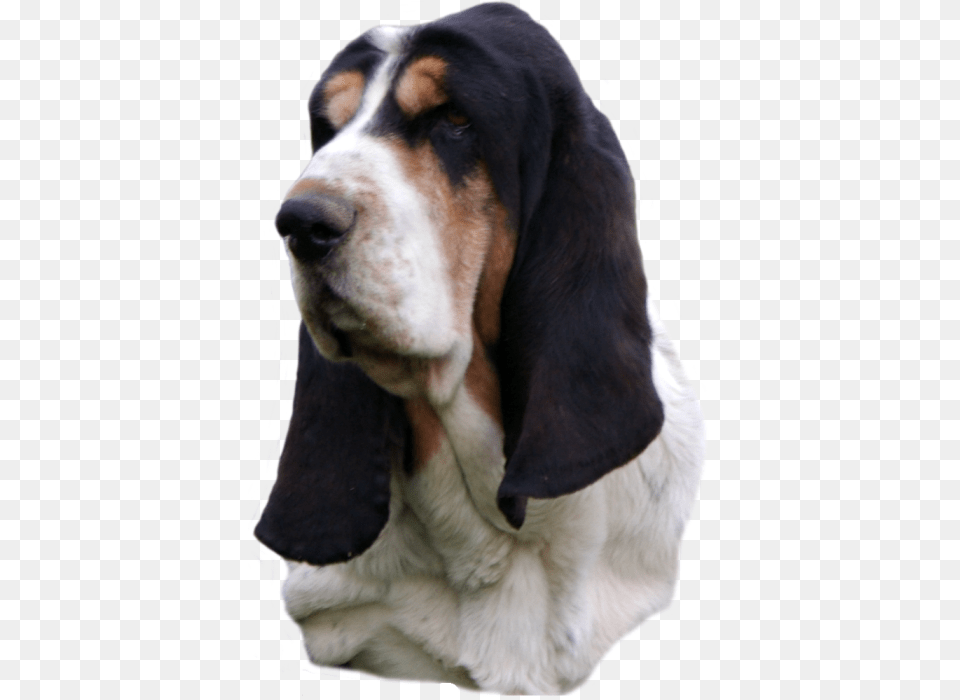 Basset Hound Head Study Black Nose Sailor Maintain Basset Hound Head, Animal, Canine, Dog, Mammal Png