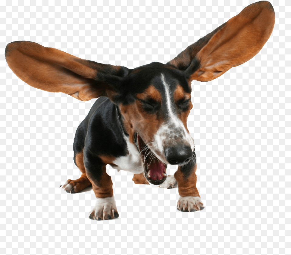 Basset Hound Images Sneezing Pets, Animal, Canine, Dog, Mammal Png