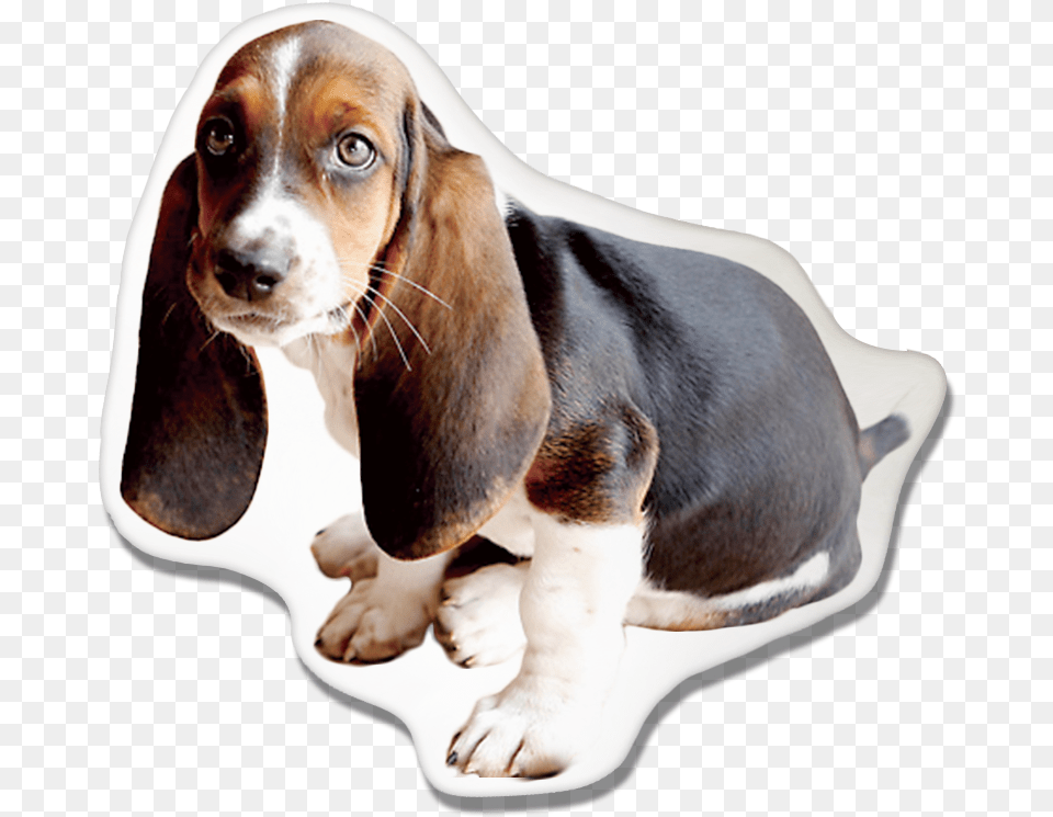 Basset Hound Pillow Michigan State Basset Hound, Animal, Canine, Dog, Mammal Png Image