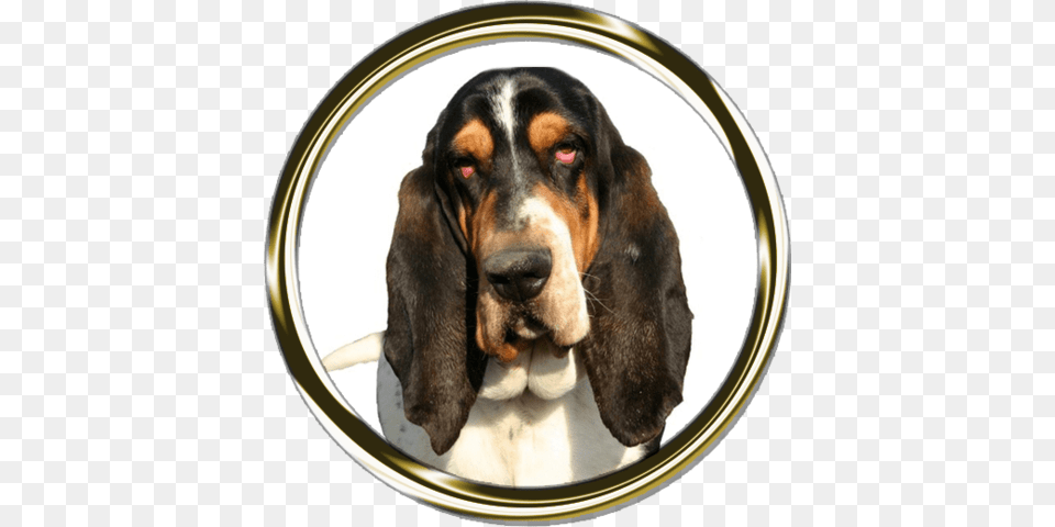 Basset Hound Portrait Nail Art Dog, Animal, Canine, Mammal, Pet Png
