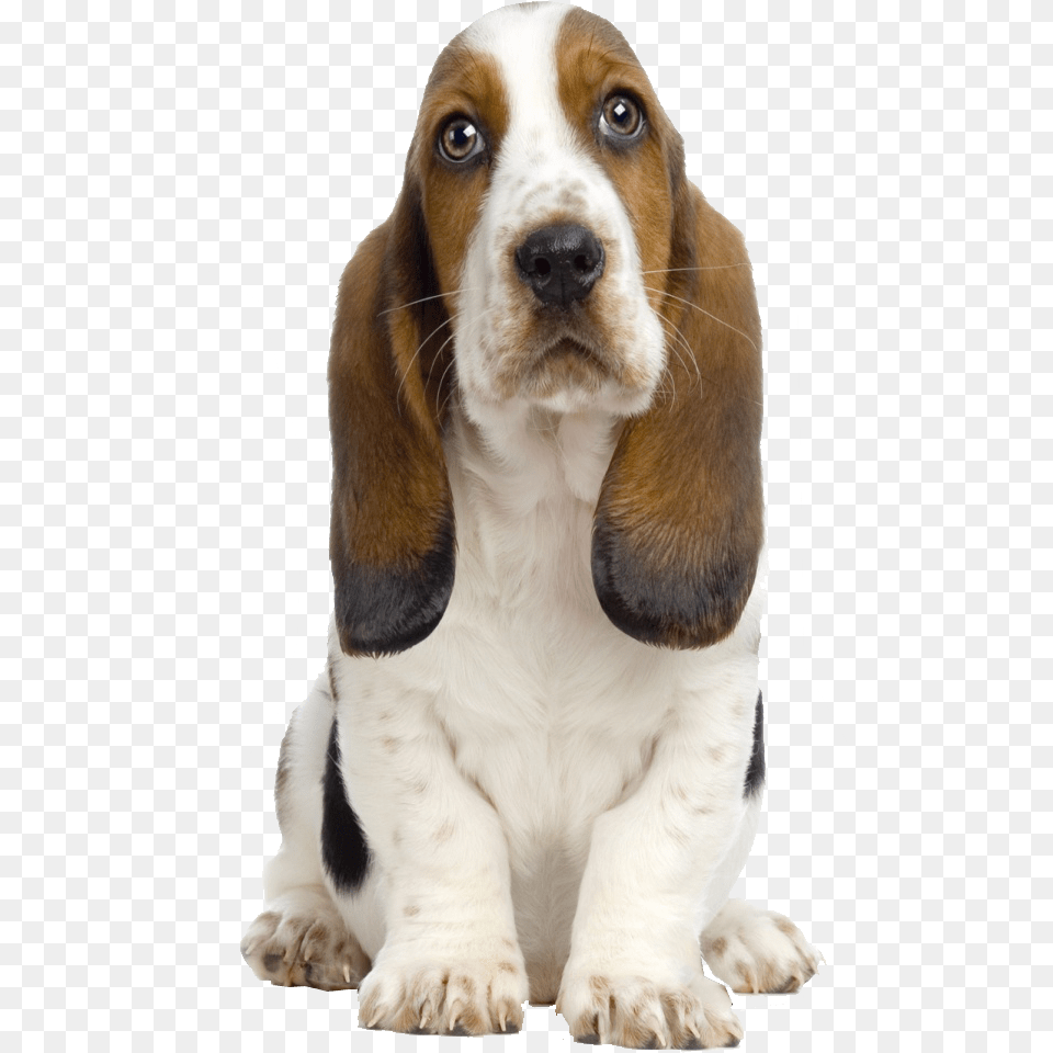 Basset Hound Puppy, Animal, Canine, Dog, Mammal Png Image