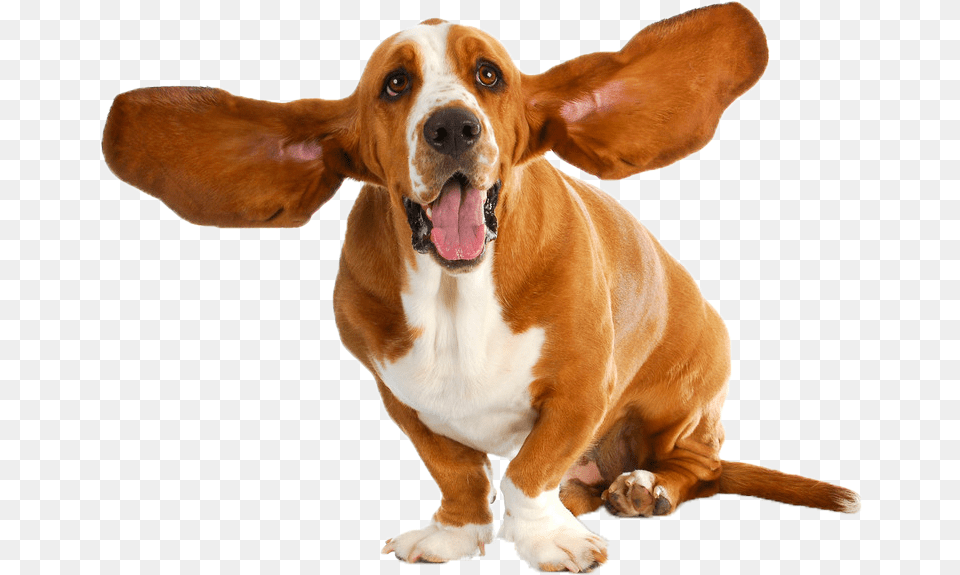 Basset Hound Puppy Dog Breed Stock Photography Basset Hound, Animal, Canine, Mammal, Pet Free Transparent Png