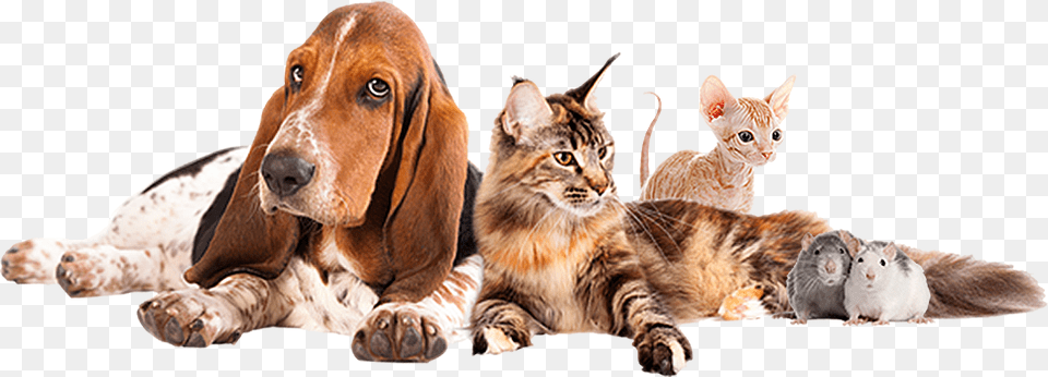 Basset Hound Siberian Cat, Animal, Canine, Dog, Pet Png