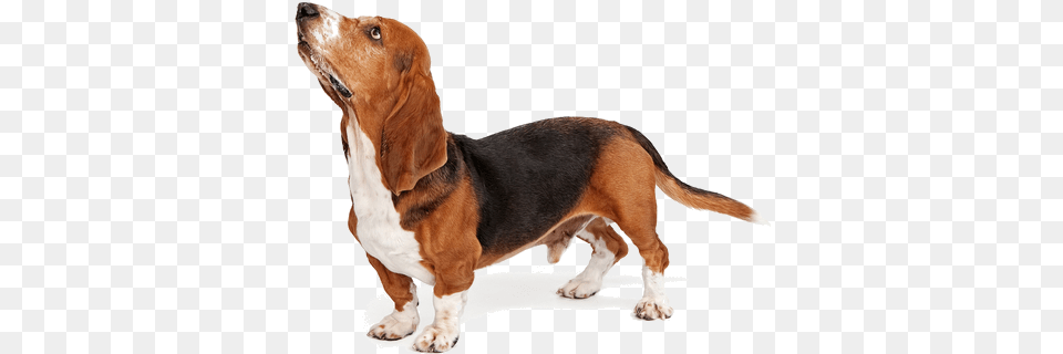 Basset Hounds Are A Short Legged Hound Bred For Scent Basset Hound Barking, Animal, Canine, Dog, Mammal Free Transparent Png