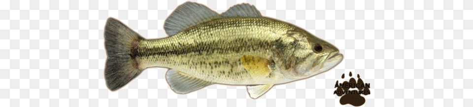 Basslargemouth Jimmyhoopz Largemouth Bass, Animal, Fish, Sea Life, Perch Png Image