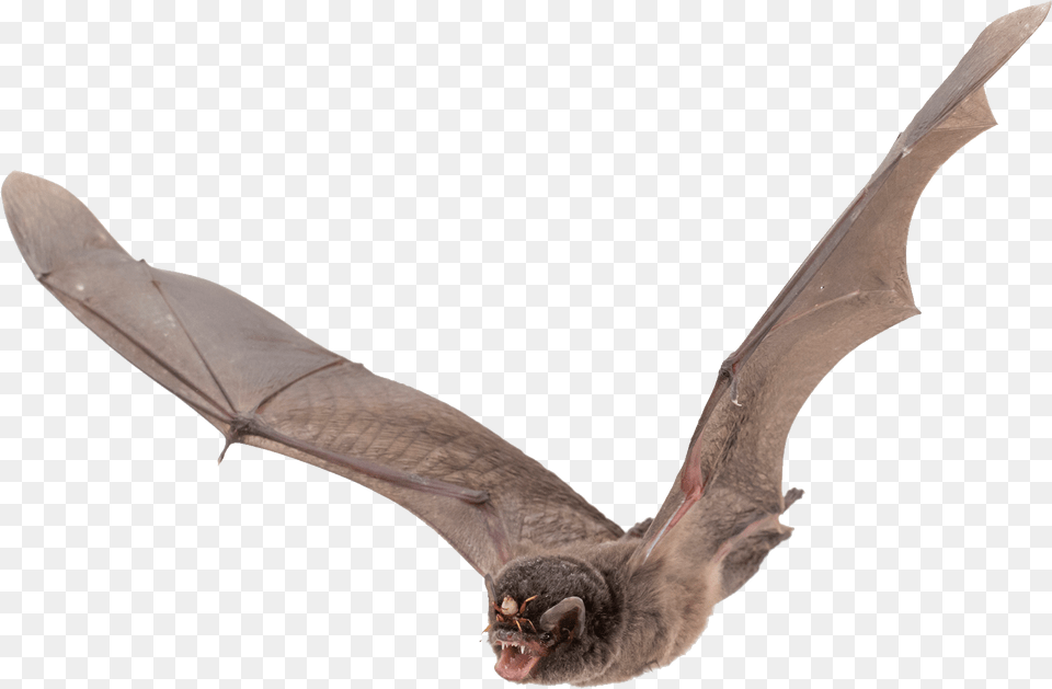 Bat, Animal, Mammal, Wildlife, Dinosaur Free Transparent Png