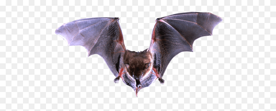 Bat, Animal, Mammal, Wildlife, Fish Free Transparent Png
