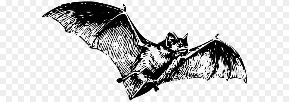 Bat Gray Free Png