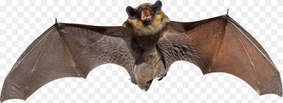 Bat, Animal, Mammal, Wildlife Free Transparent Png