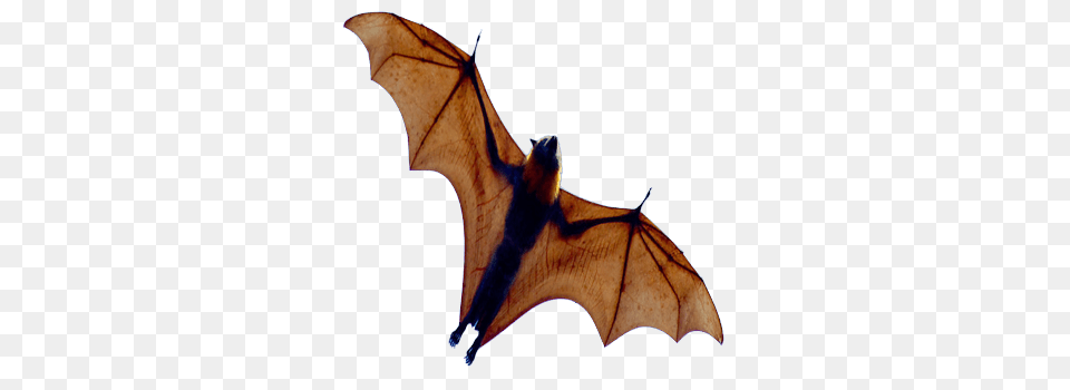 Bat, Animal, Mammal, Wildlife, Antelope Png Image