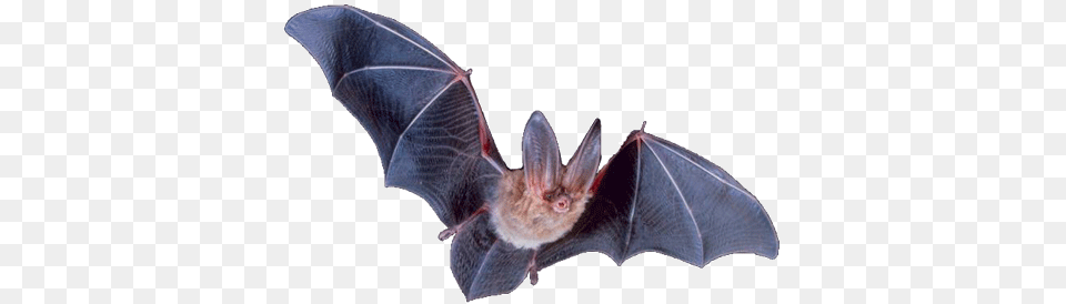 Bat, Animal, Mammal, Wildlife Png