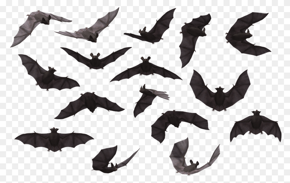 Bat, Animal, Wildlife, Mammal, Bird Png Image