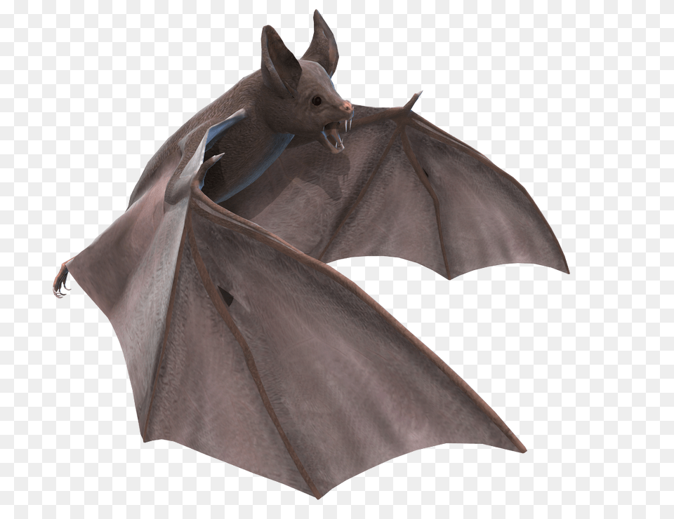 Bat, Animal, Mammal, Wildlife Free Transparent Png