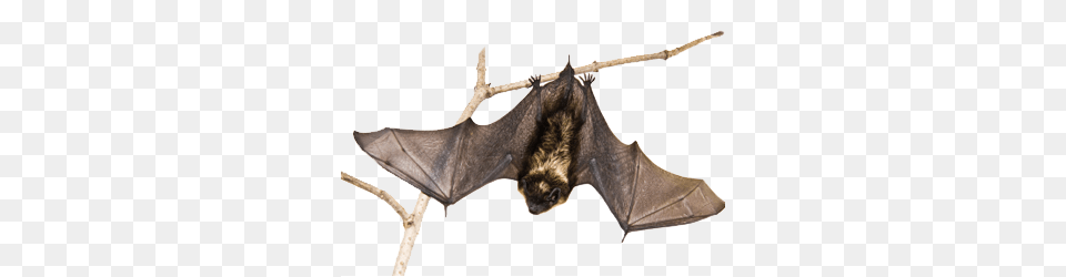 Bat, Animal, Mammal, Wildlife, Bow Free Png