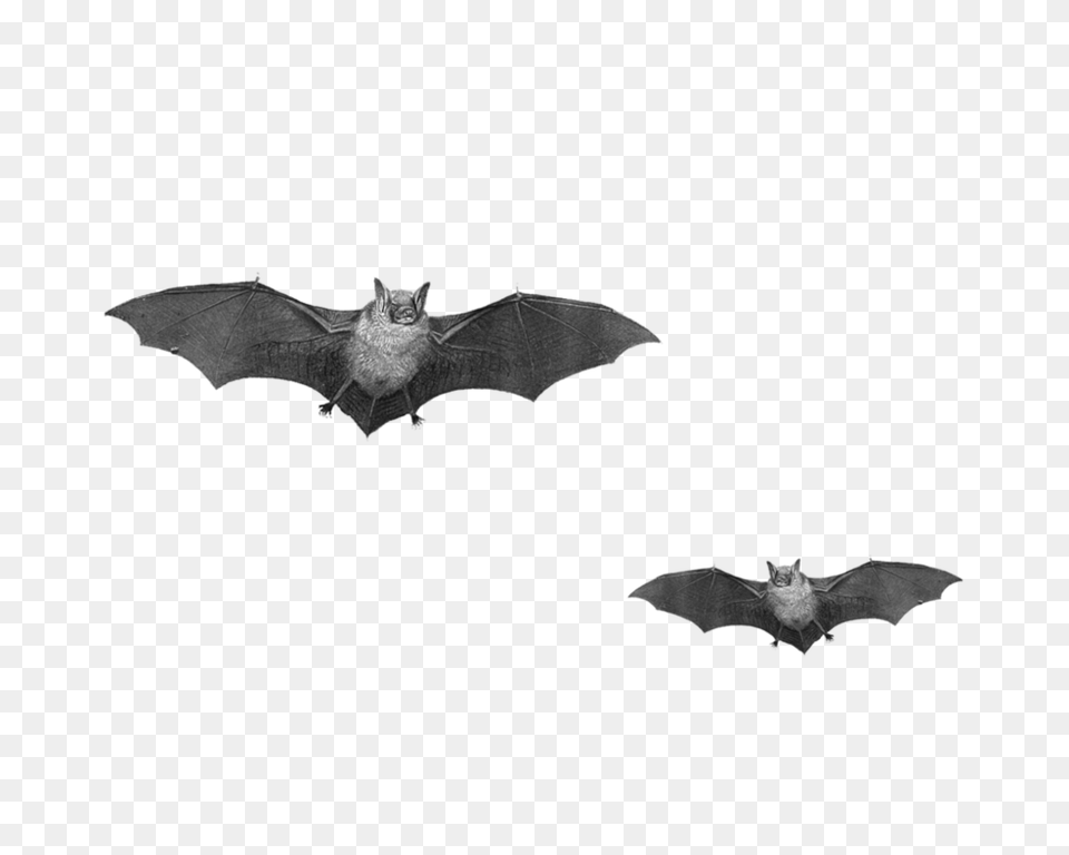 Bat, Animal, Mammal, Wildlife Free Png Download