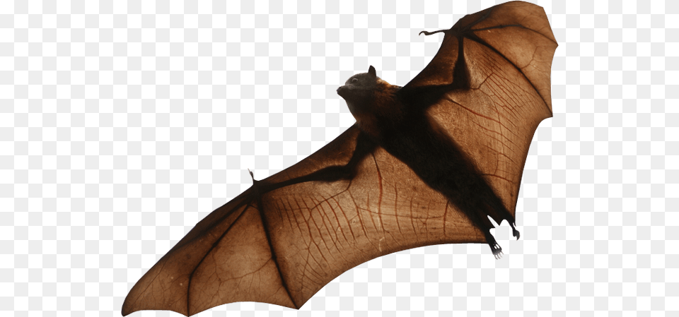 Bat, Animal, Mammal, Wildlife, Elephant Png Image