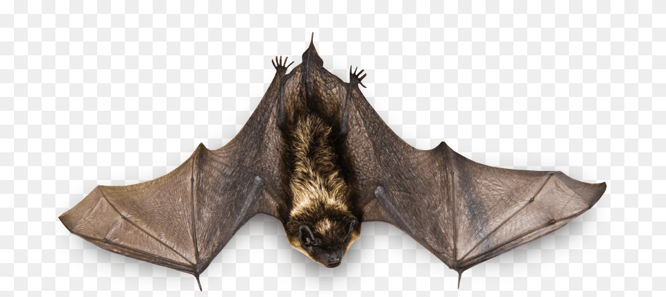 Bat, Animal, Mammal, Wildlife, Bear Png Image
