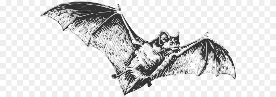 Bat Animal, Mammal, Wildlife Png